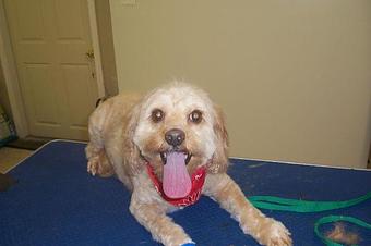 Product - Designer Dogs in Hughesville, MD Hamburger Restaurants