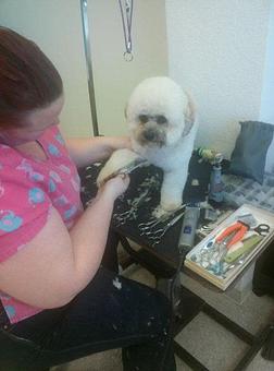 Product - Dirty Paws Pet Salon in Manteca, CA Pet Boarding & Grooming Product - Dirty Paws Pet Salon in Manteca, CA Pet Boarding & Grooming