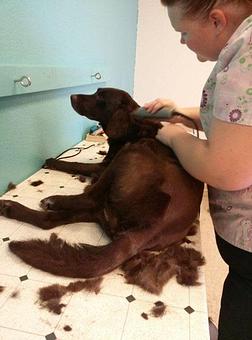 Product - Dirty Paws Pet Salon in Manteca, CA Pet Boarding & Grooming Product - Dirty Paws Pet Salon in Manteca, CA Pet Boarding & Grooming