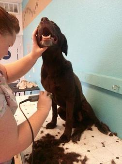 Product - Dirty Paws Pet Salon in Manteca, CA Pet Boarding & Grooming Product - Dirty Paws Pet Salon in Manteca, CA Pet Boarding & Grooming