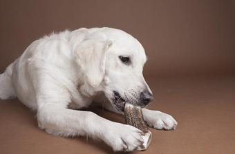 Product - Dog Day Afternoon in Belleville, IL Pet Boarding & Grooming