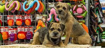 Product - Dog Day Afternoon in Belleville, IL Pet Boarding & Grooming
