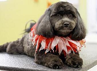 Product - Dog Day Afternoon in Belleville, IL Pet Boarding & Grooming