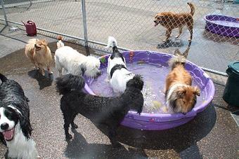 Product - Dog Days-Capitol in Saint Paul, MN Pet Boarding & Grooming