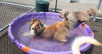 Product - Dog Days-Capitol in Saint Paul, MN Pet Boarding & Grooming