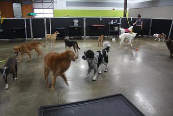 Product - Dog Days-Capitol in Saint Paul, MN Pet Boarding & Grooming