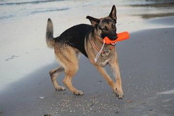 Product - Dog Daze in Charleston, SC Pet Boarding & Grooming