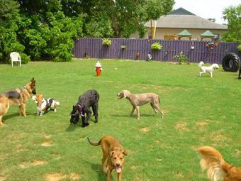 Product - Dog Daze in Charleston, SC Pet Boarding & Grooming