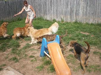 Product - Dog Holiday Kennel in Holley, NY Pet Boarding & Grooming