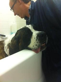 Product - Dog Holliday Grooming in Englewood, CO Pet Boarding & Grooming