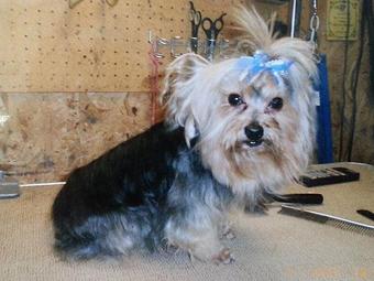 Product - Dog House Grooming Salon in Florence, AL Pet Boarding & Grooming