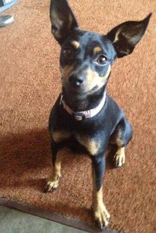 Product - Dog House Grooming Salon in Florence, AL Pet Boarding & Grooming