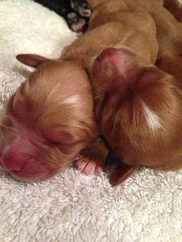 Product - Dog House Grooming Salon in Florence, AL Pet Boarding & Grooming