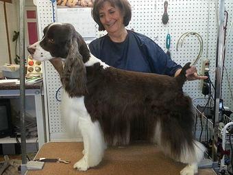Product - Dog House Grooming Salon in Florence, AL Pet Boarding & Grooming