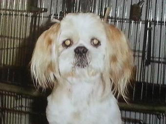 Product - Dog House Grooming Salon in Florence, AL Pet Boarding & Grooming