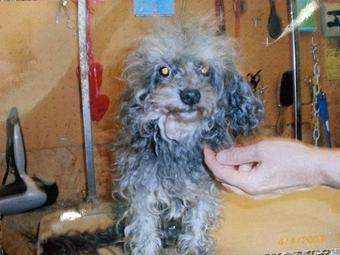 Product - Dog House Grooming Salon in Florence, AL Pet Boarding & Grooming