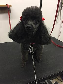 Product - Dog Lovers Grooming Salon in Madison, WI Pet Boarding & Grooming