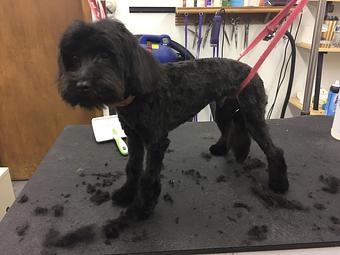 Product - Dog Lovers Grooming Salon in Madison, WI Pet Boarding & Grooming