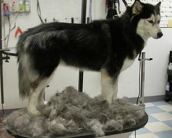 Product - Dog Spaw 2 Hour Grooms in Maple Valley, WA Pet Boarding & Grooming