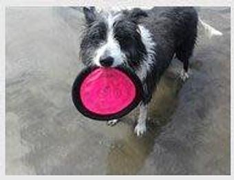 Product - Doggie Business in San Francisco, CA Pet Care Services Product - Doggie Business in San Francisco, CA Pet Care Services