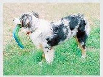 Product - Doggie Business in San Francisco, CA Pet Care Services Product - Doggie Business in San Francisco, CA Pet Care Services