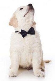 Product - Doggie Business in San Francisco, CA Pet Care Services Product - Doggie Business in San Francisco, CA Pet Care Services