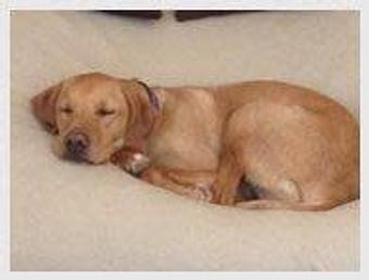 Product - Doggie Business in San Francisco, CA Pet Care Services Product - Doggie Business in San Francisco, CA Pet Care Services