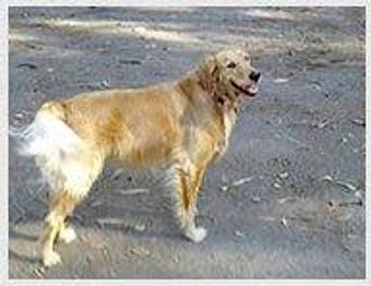 Product - Doggie Business in San Francisco, CA Pet Care Services Product - Doggie Business in San Francisco, CA Pet Care Services