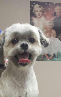 Product - Doggie Doos Grooming Salon in Vinton, VA Pet Boarding & Grooming