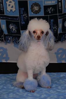 Product - Doggie Doos Grooming Salon in Vinton, VA Pet Boarding & Grooming