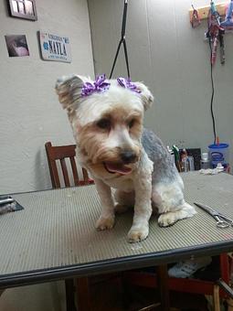 Product - Doggie Doos Grooming Salon in Vinton, VA Pet Boarding & Grooming