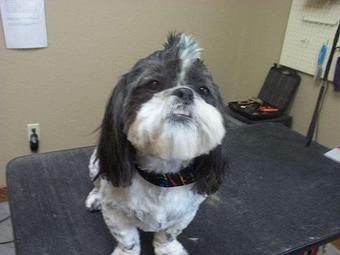 Product - Doggie Spa of America in Springfield, MO Pet Boarding & Grooming