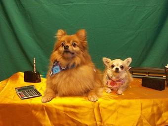 Product - Doggie Spa of America in Springfield, MO Pet Boarding & Grooming