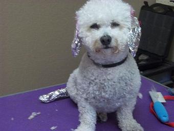 Product - Doggie Spa of America in Springfield, MO Pet Boarding & Grooming