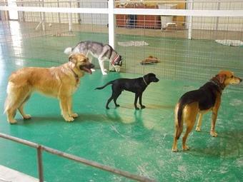 Product - Doggie Spa of America in Springfield, MO Pet Boarding & Grooming