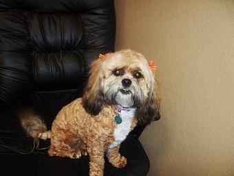 Product - Doggie Spa of America in Springfield, MO Pet Boarding & Grooming