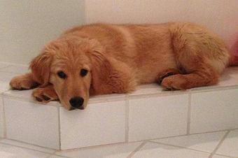 Product - Doggie Spa of America in Springfield, MO Pet Boarding & Grooming