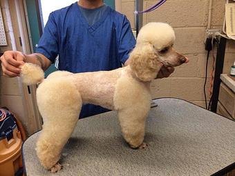 Product - Doggy Do's Professional Dog Grooming in Avon, CT Pet Boarding & Grooming