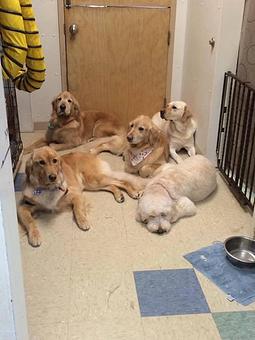 Product - Doggy Do's Professional Dog Grooming in Avon, CT Pet Boarding & Grooming