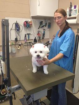 Product - Doggy Do's Professional Dog Grooming in Avon, CT Pet Boarding & Grooming