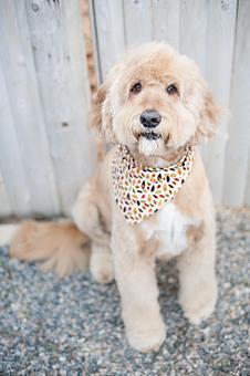 Product - Doggy Do's Professional Dog Grooming in Avon, CT Pet Boarding & Grooming