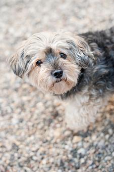 Product - Doggy Do's Professional Dog Grooming in Avon, CT Pet Boarding & Grooming