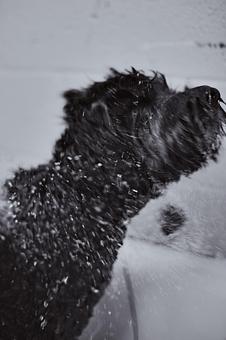 Product - Doggy Do's Professional Dog Grooming in Avon, CT Pet Boarding & Grooming