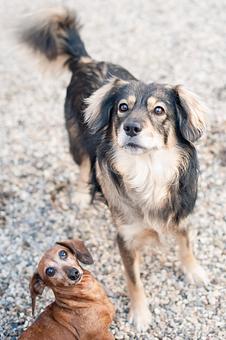 Product - Doggy Do's Professional Dog Grooming in Avon, CT Pet Boarding & Grooming