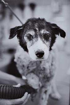 Product - Doggy Do's Professional Dog Grooming in Avon, CT Pet Boarding & Grooming