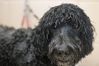 Product - Doggy Do's Professional Dog Grooming in Avon, CT Pet Boarding & Grooming