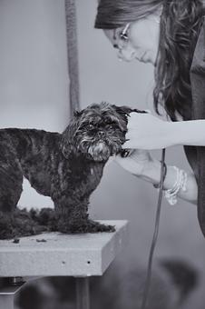 Product - Doggy Do's Professional Dog Grooming in Avon, CT Pet Boarding & Grooming