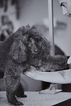 Product - Doggy Do's Professional Dog Grooming in Avon, CT Pet Boarding & Grooming