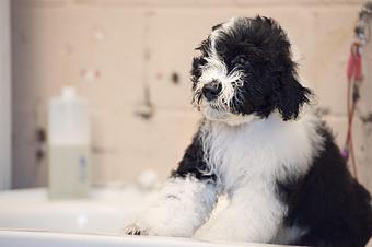 Product - Doggy Do's Professional Dog Grooming in Avon, CT Pet Boarding & Grooming
