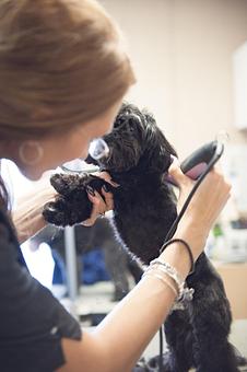 Product - Doggy Do's Professional Dog Grooming in Avon, CT Pet Boarding & Grooming